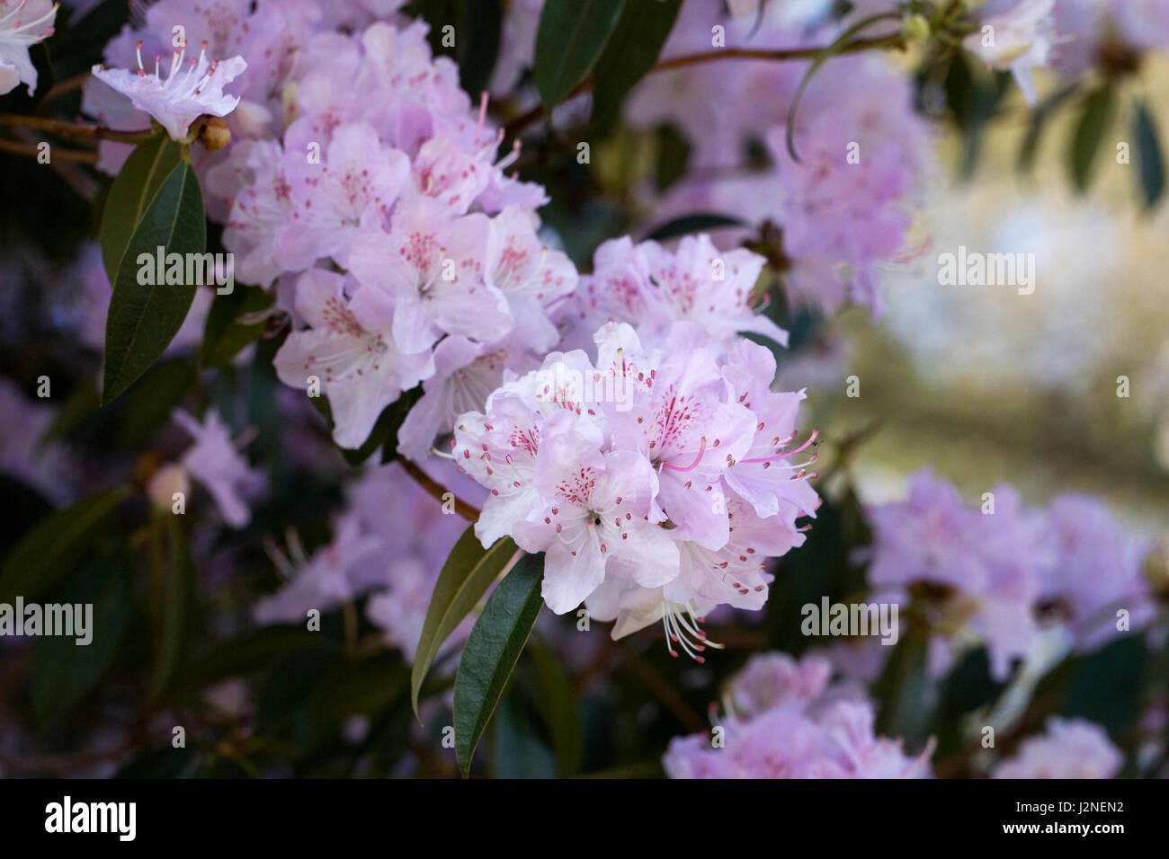 Rubiginosum hi-res stock photography and images - Alamy