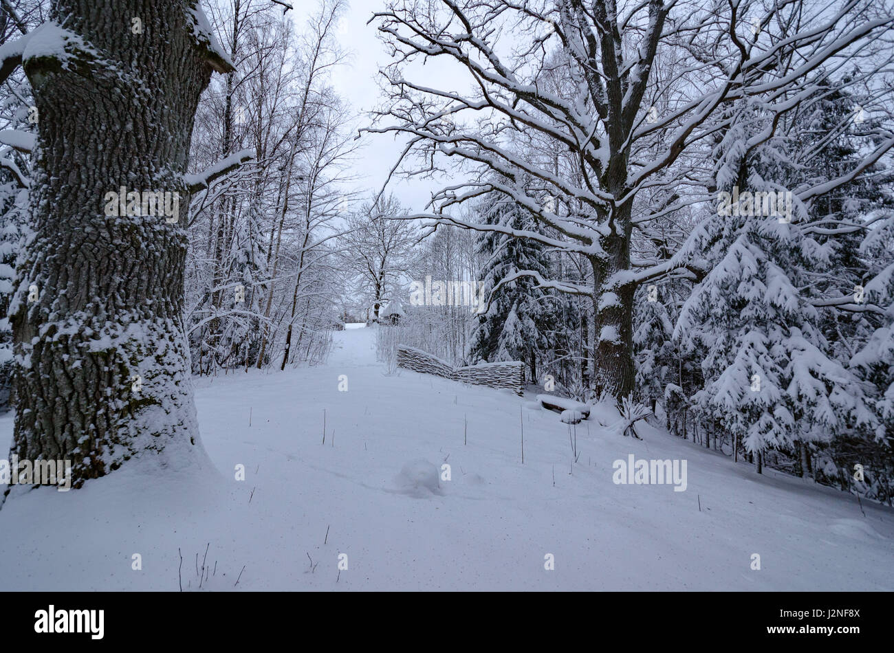 Winter landscape with snowy forest and a wooden fence Stock Photo - Alamy