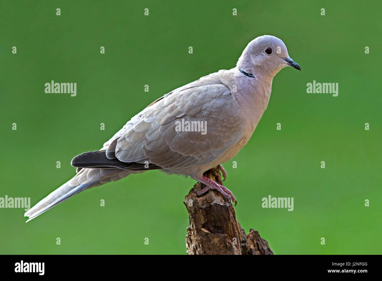 Eurasian collared dove uk hires stock photography and images Alamy