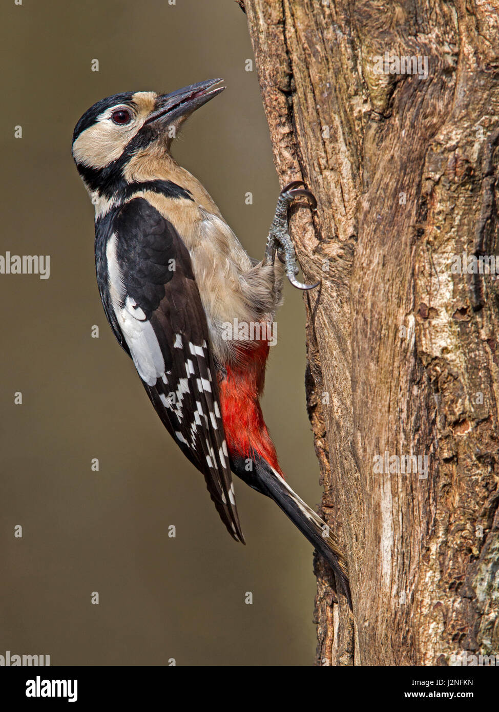 Female great spotted woodpecker hires stock photography and images Alamy