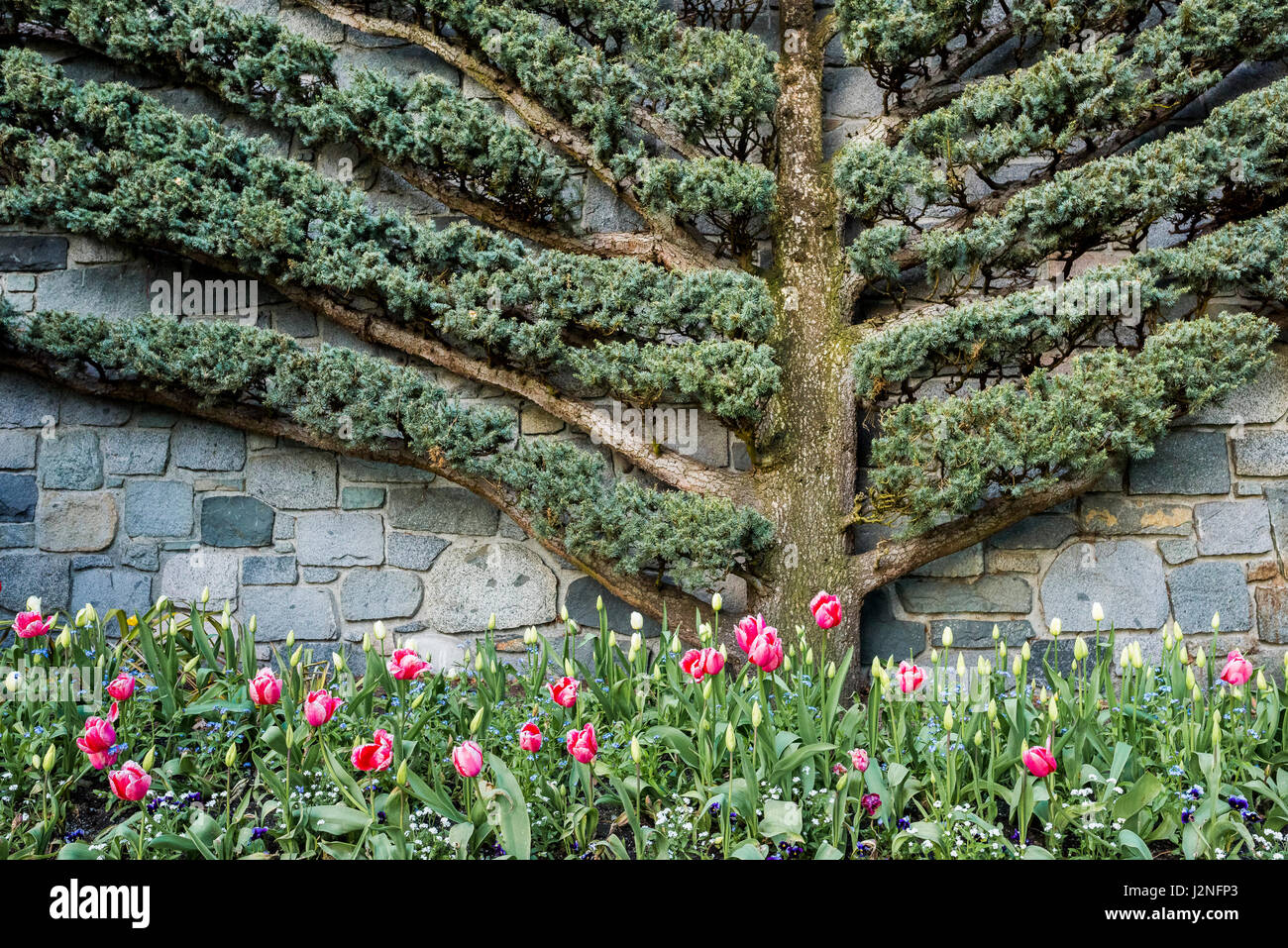 Espaliered evergreen hires stock photography and images Alamy