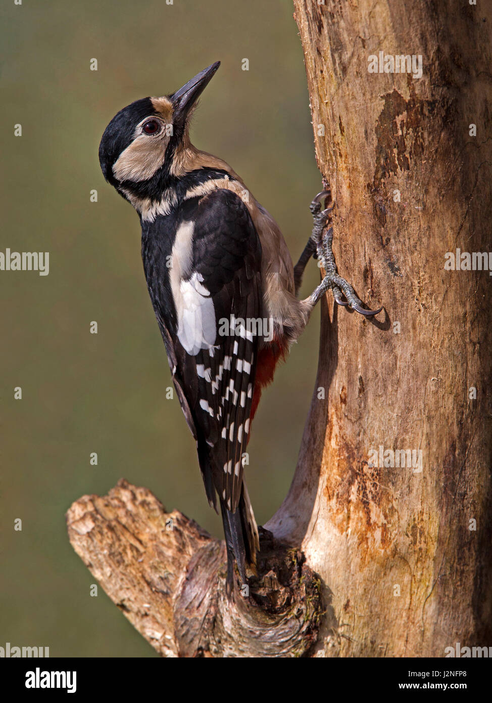 Female great spotted woodpecker hires stock photography and images Alamy