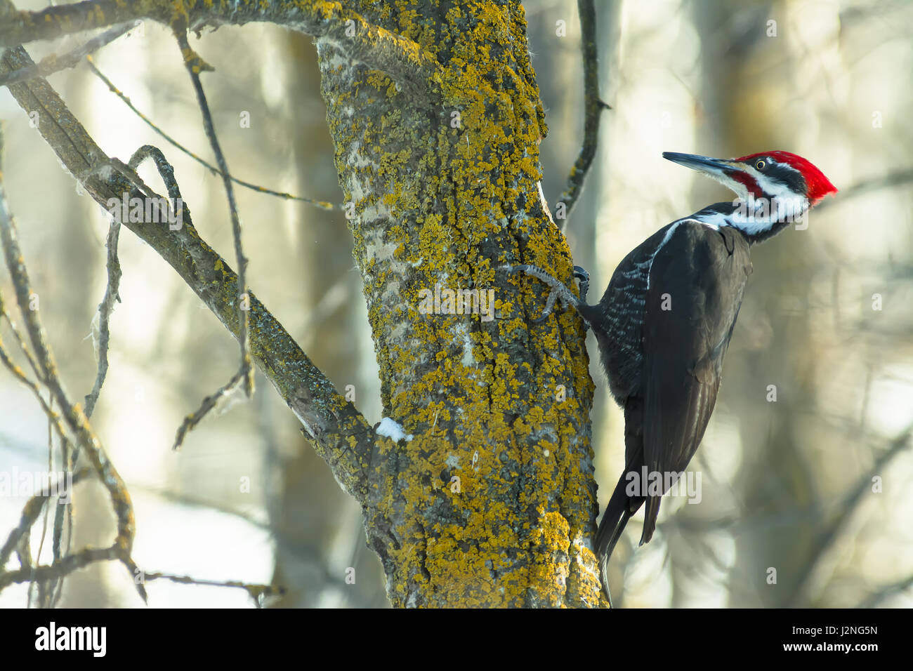 Pileated woodpecker, Hylatomus pileatus, excavating a hole in a moss-covered poplar tree, in St Albert, Alberta, Canada Stock Photo