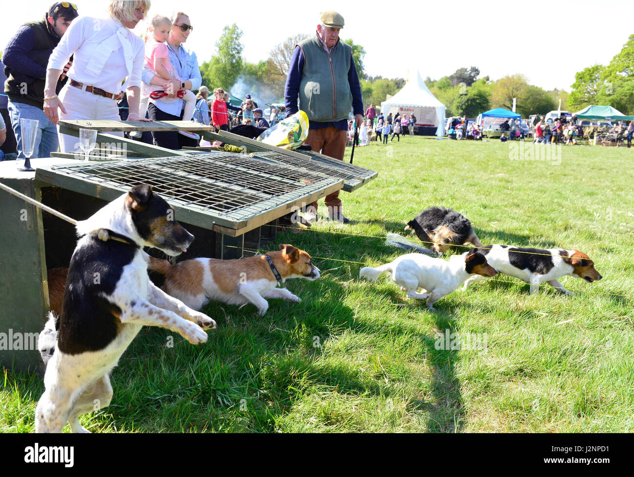 Hunt terrier hi-res stock photography and images - Alamy