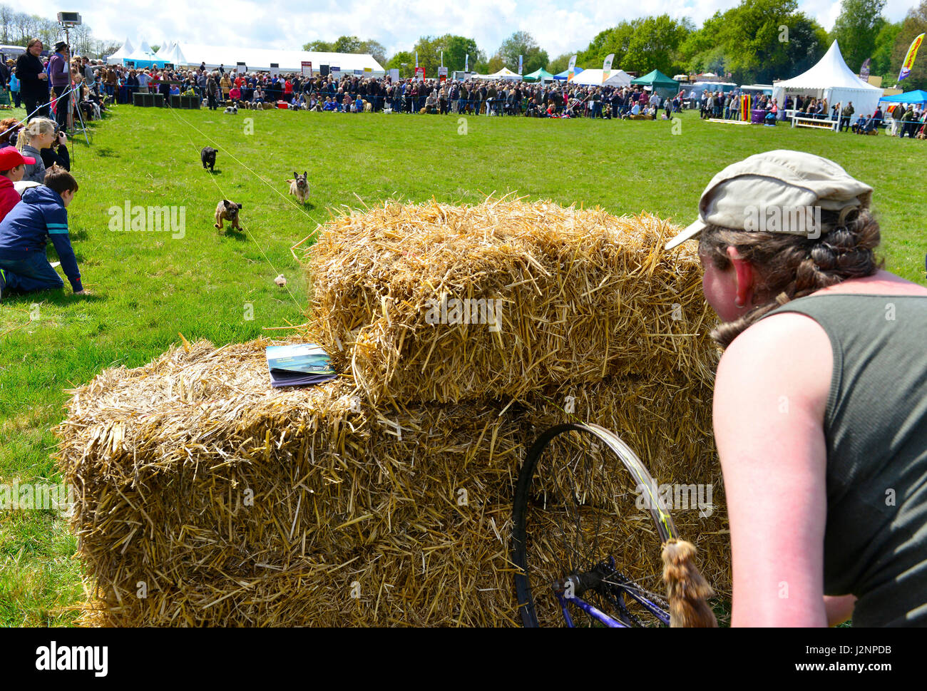 Hunt terrier hires stock photography and images Alamy