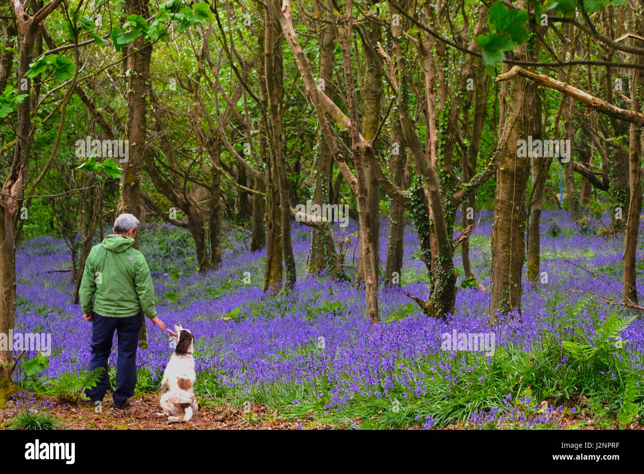 Eype, Dorset, UK. 30 April 2017.  A dog walker enjoys  a footpath through stunning bluebell woods in West Dorset despite rain and a drop in temperature. Credit: Tom Corban/Alamy Live News Stock Photo