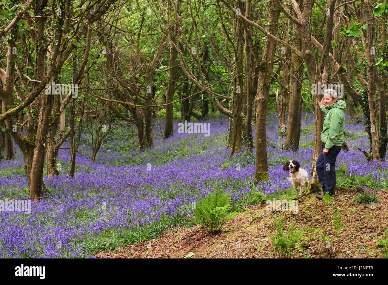 Eype, Dorset, UK. 30 April 2017.  A dog walker enjoys  a footpath through stunning bluebell woods in West Dorset despite rain and a drop in temperature. Credit: Tom Corban/Alamy Live News Stock Photo