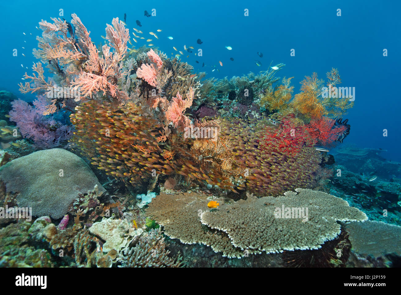 Various stony corals, soft corals, Pigmy sweeper (Parapriacanthus ransonneti), Raja Ampat, Papua Barat, West Papua, Pacific Stock Photo