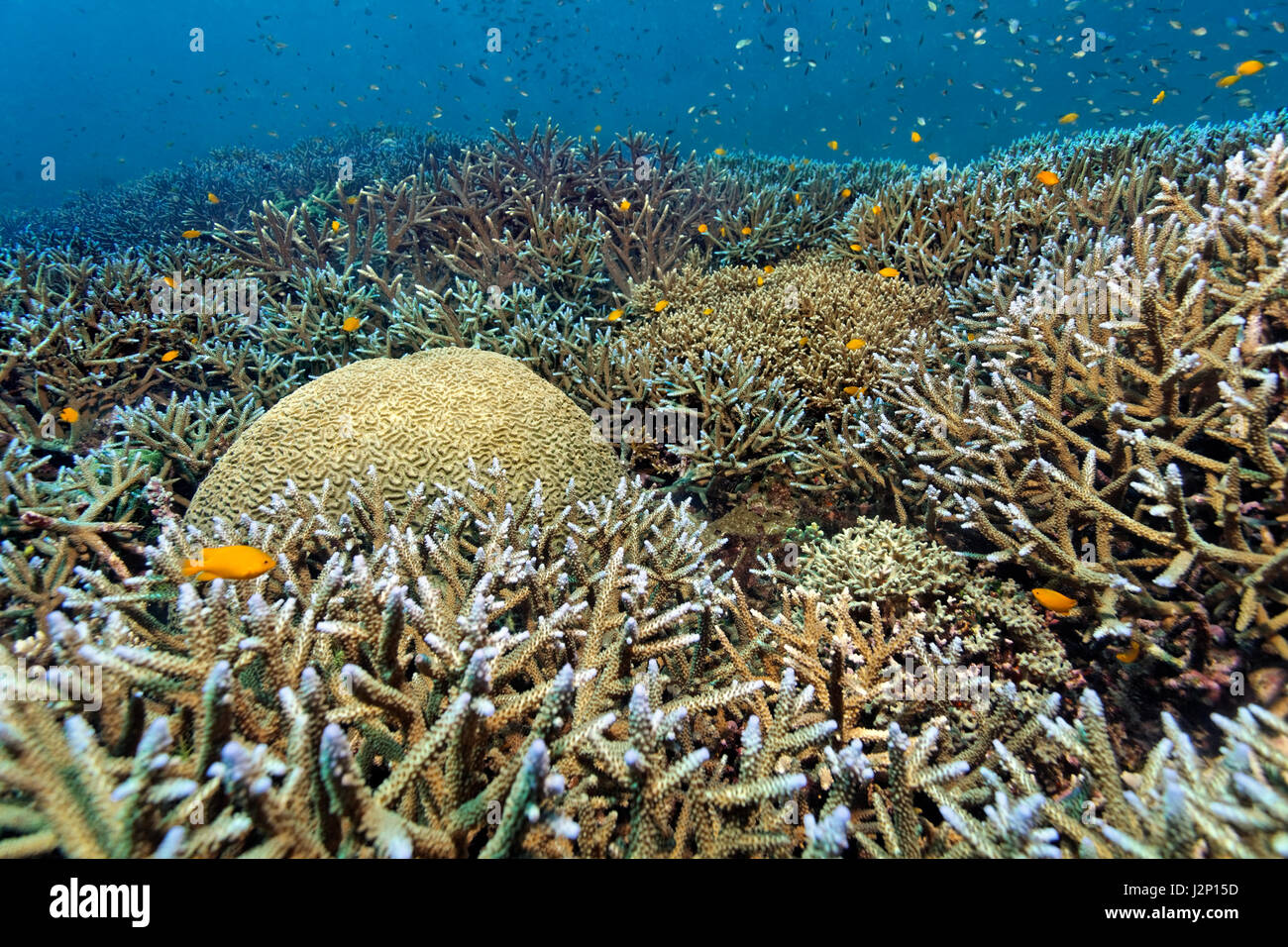 Various stony corals, coral garden, predominantly staghorn corals (Acropora sp.) and a intermediate valley coral (Oulophyllia Stock Photo