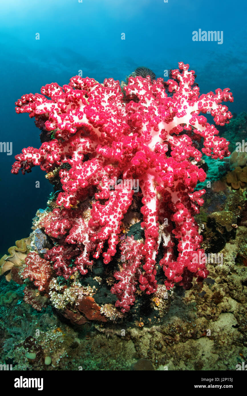 Very large red soft coral (Dendronephthya sp.), Raja Ampat, Papua Barat, West Papua, Pacific, Indonesia Stock Photo