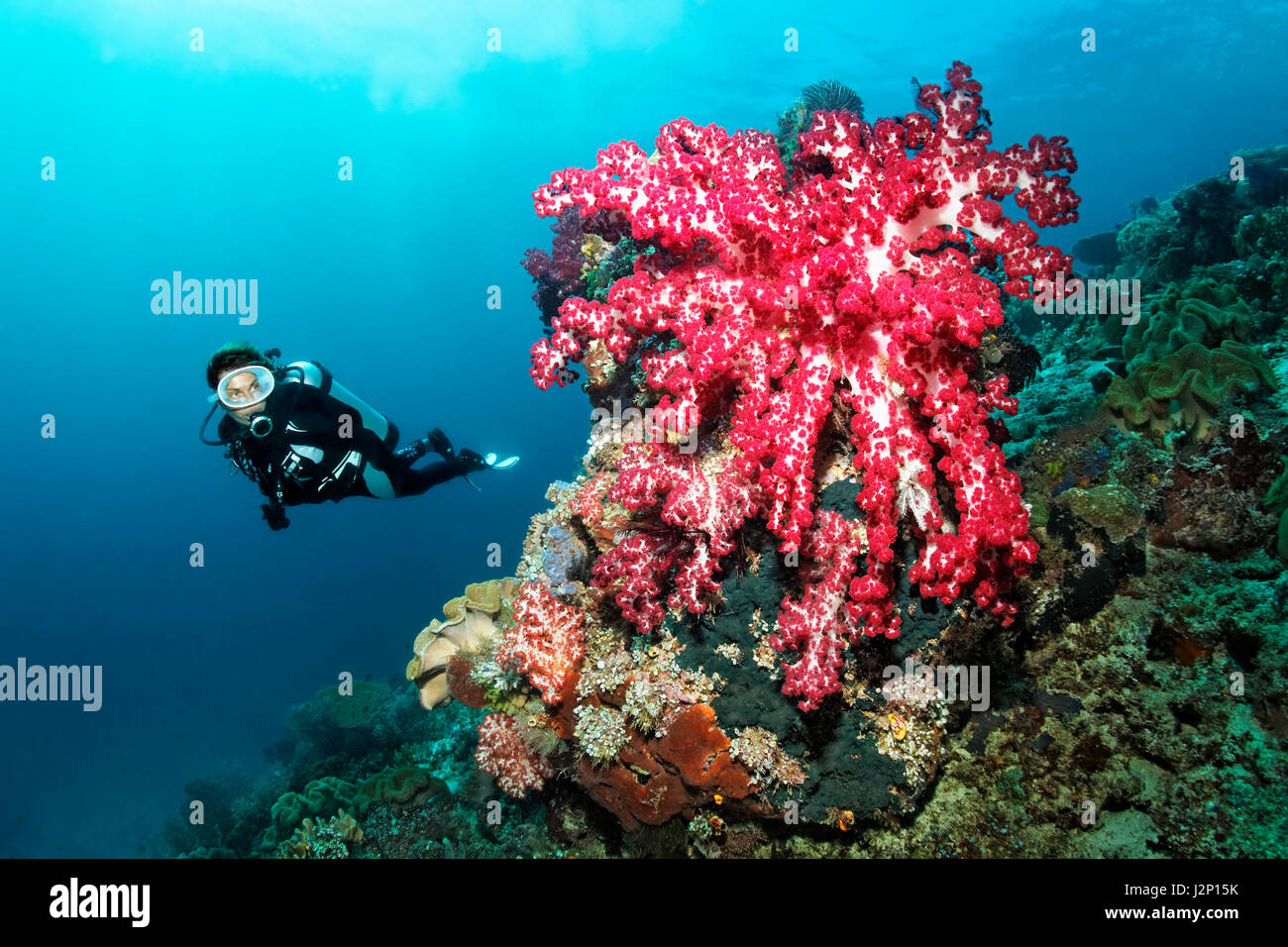 Diver looking at very large red soft coral (Dendronephthya sp.), Raja Ampat, Papua Barat, West Papua, Pacific, Indonesia Stock Photo