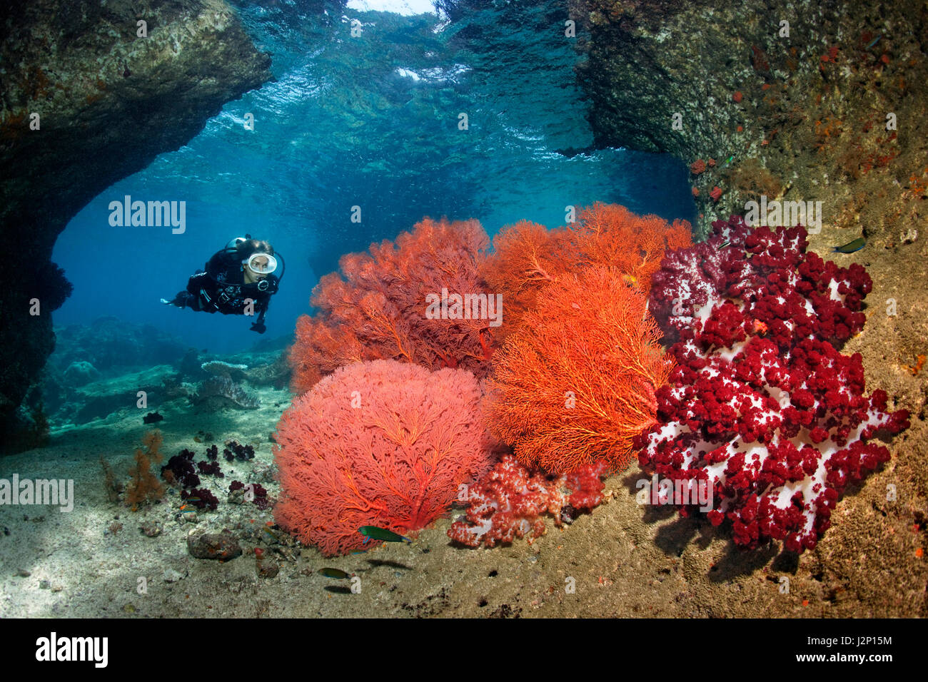 Diver diving in breakthrough, watching fan coral (Melithaea sp.), soft coral (Dendronephthya sp.), Red, Raja Ampat, Papua Barat Stock Photo