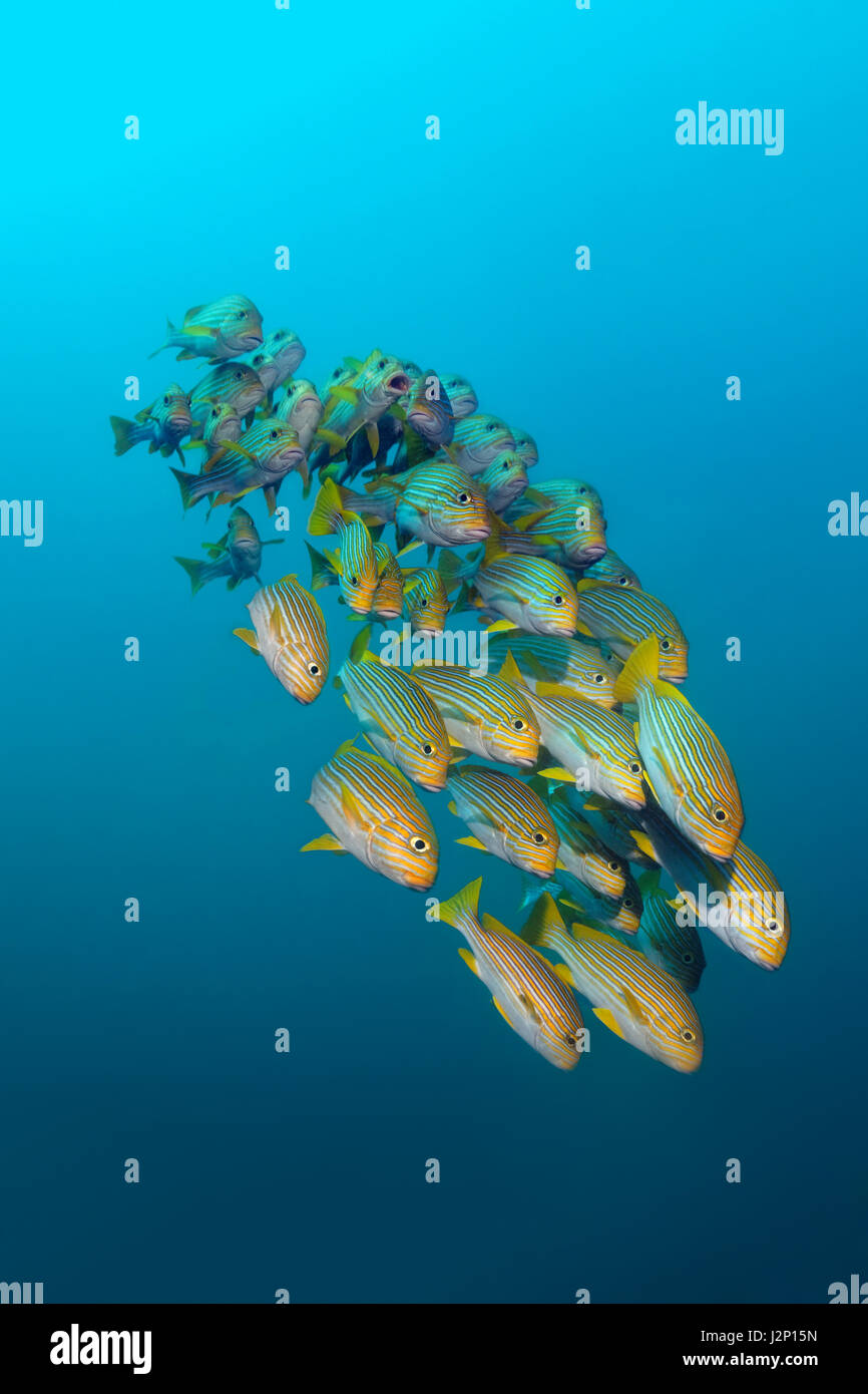 Yellowribbon sweetlips (Plectorhinchus polytaenia) swimming in the open sea, Raja Ampat, Papua