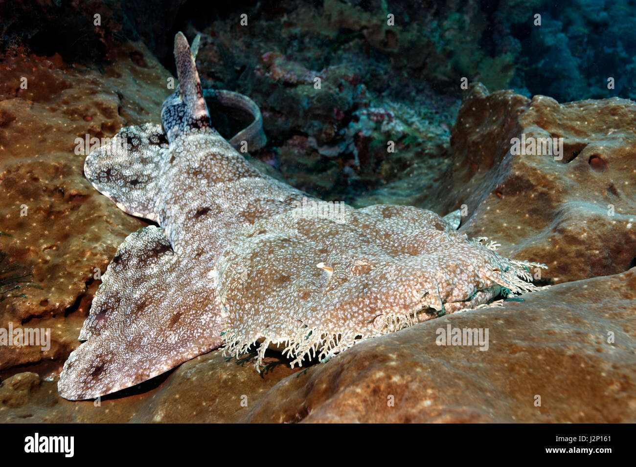 Tasselled wobbegong (Eucrossorhinus dasypogon) lying in coral reef, Raja Ampat, Papua Barat, West Papua, Pacific, Indonesia Stock Photo