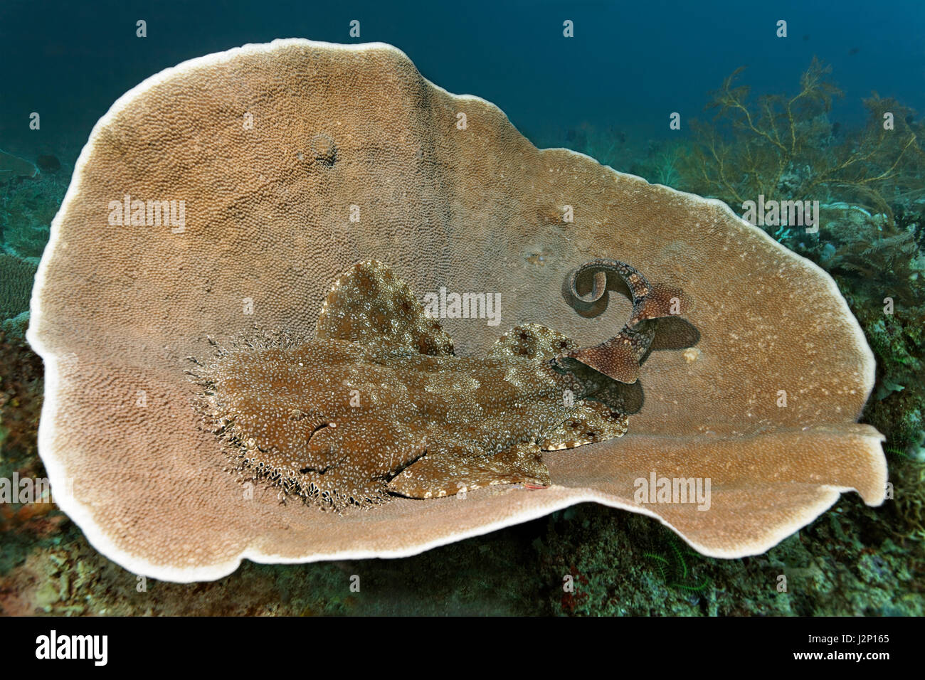 Tasselled wobbegong (Eucrossorhinus dasypogon) lying on deck coral (Coscinarea macneilli), Raja Ampat, Papua Barat, West Papua Stock Photo