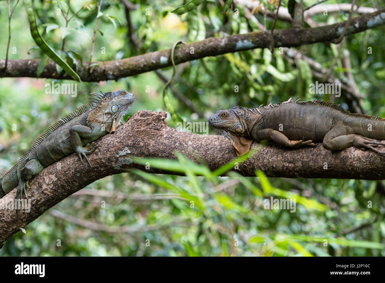 Green iguanas iguana iguana hi-res stock photography and images - Alamy