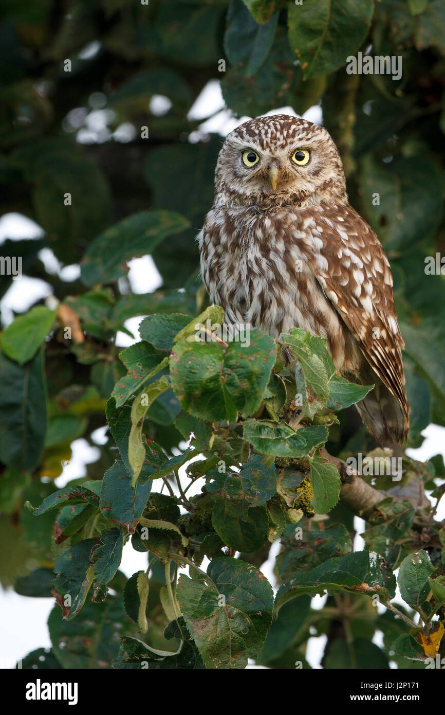 Little owl (Athene noctua), sitting in tree, Hesse, Germany Stock Photo