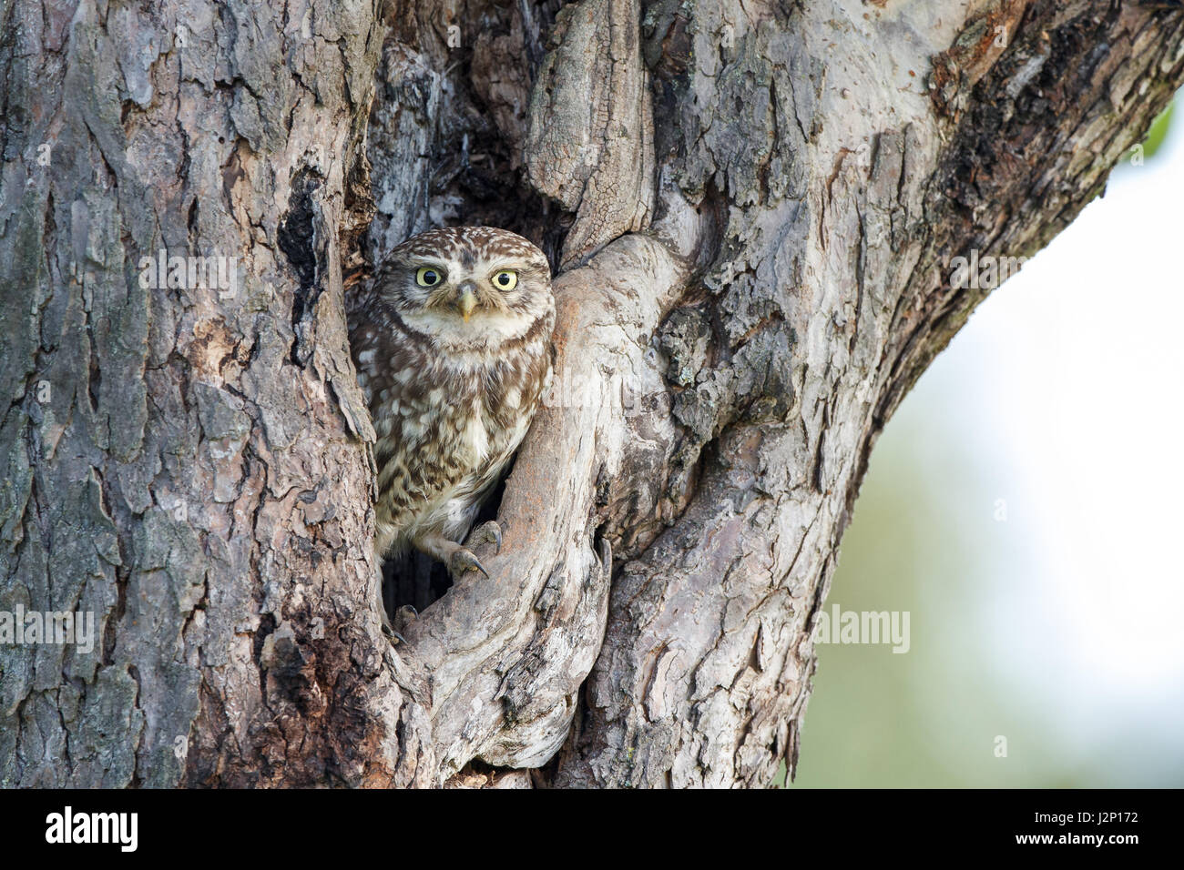 Little owl (Athene noctua), in front of nesting hole in tree trunk, Hesse, Germany Stock Photo