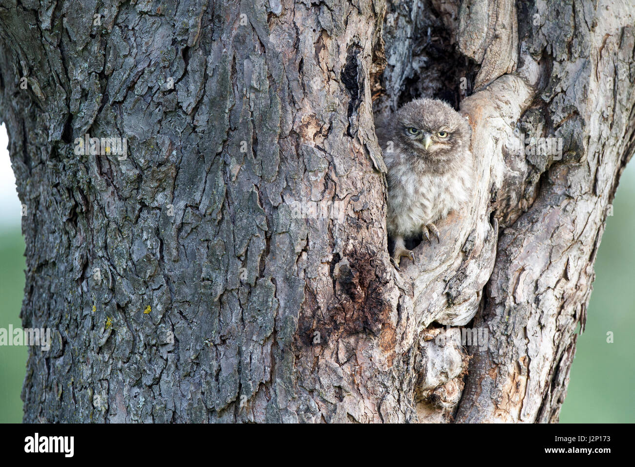 Little owl (Athene noctua), young animal in front of nesting hole in the tree trunk, Hesse, Germany Stock Photo