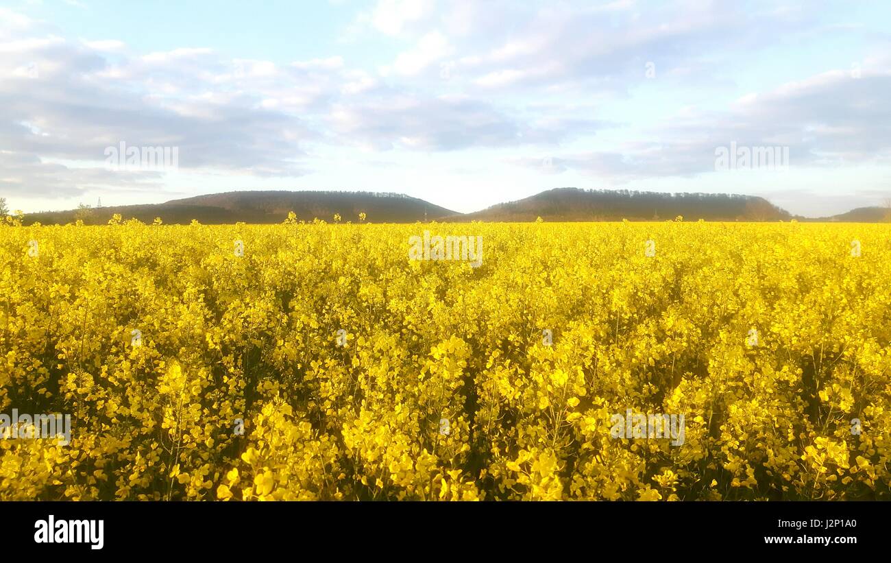 Rapeseed field in full bloom near Hessisch Oldendorf, Germany, in the Weserbergland. Stock Photo