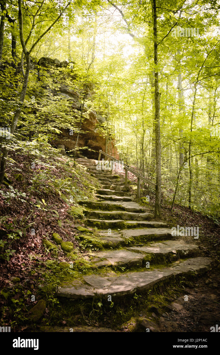 Stone steps lead up a hill in a beautiful wooded area in Arkansas, USA
