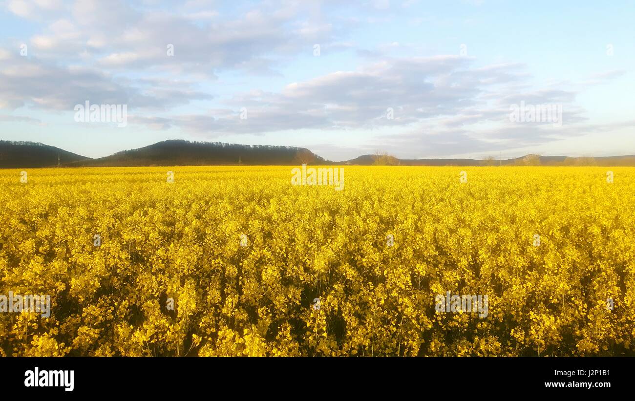 Rapeseed field in full bloom near Hessisch Oldendorf, Germany, in the Weserbergland. Stock Photo