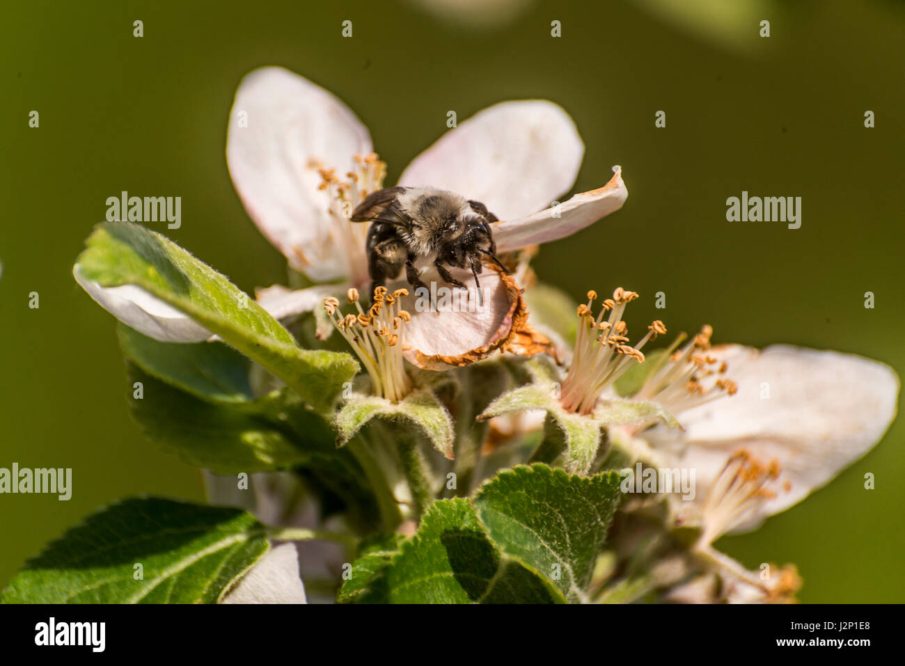 apple blossom tree bumble honey bee on flower collecting pollen closeup ...