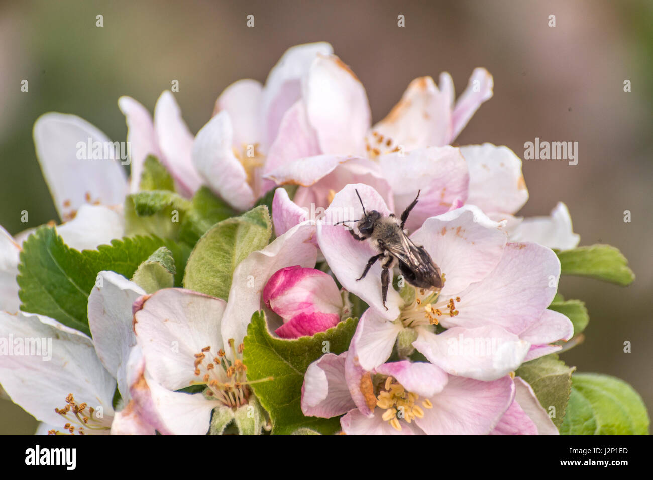 apple blossom tree bumble honey bee on flower collecting pollen closeup ...