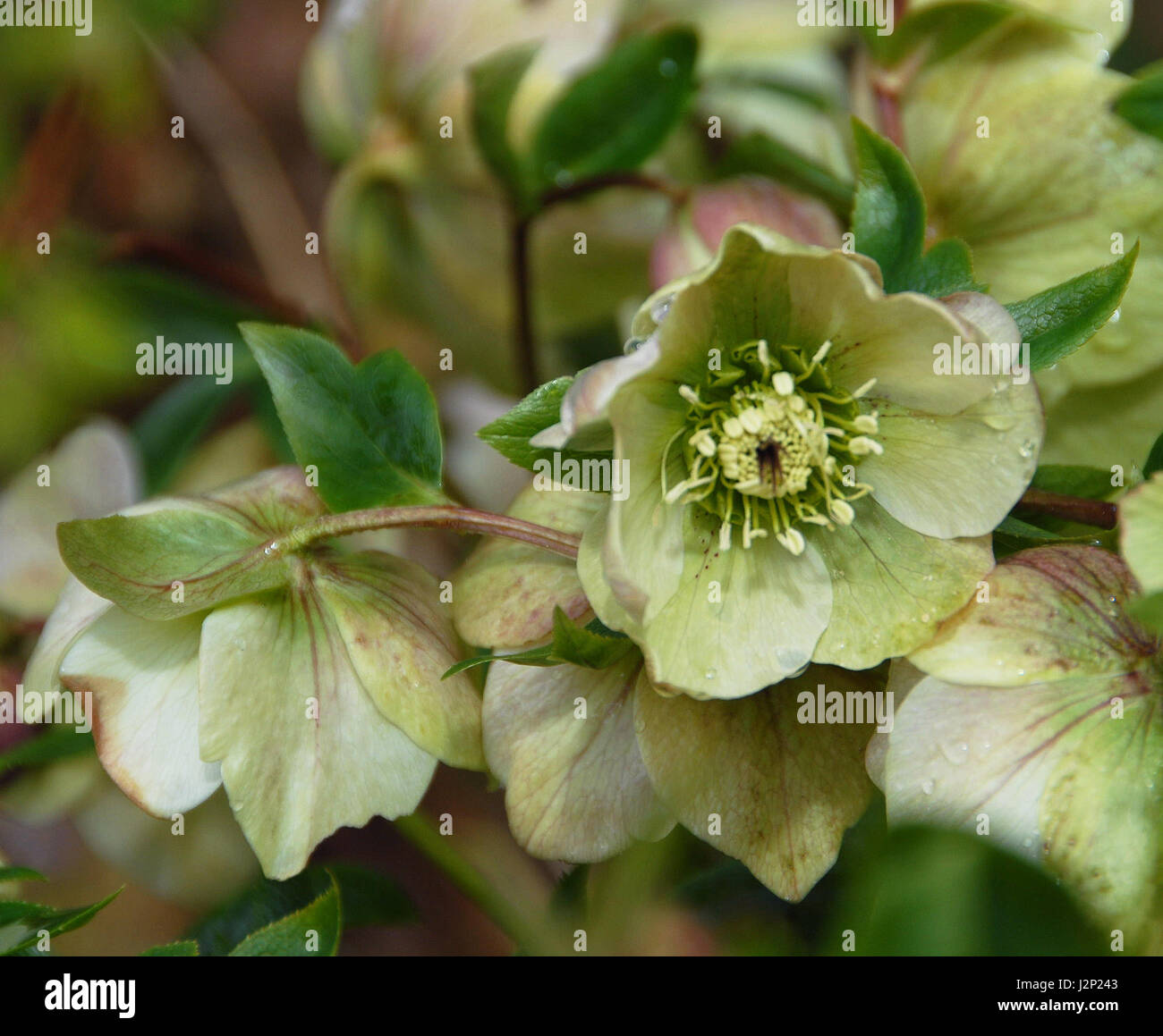 Helleborus orientalis or Lenten rose is easy to grow Stock Photo