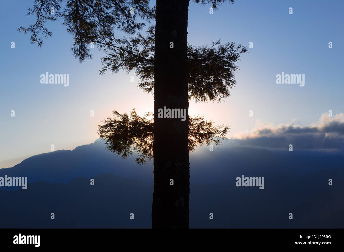 Close up of a cypress tree against early morning rising sun, making perfect silhouette shape against  background of dark mountains and blue sky with f Stock Photo