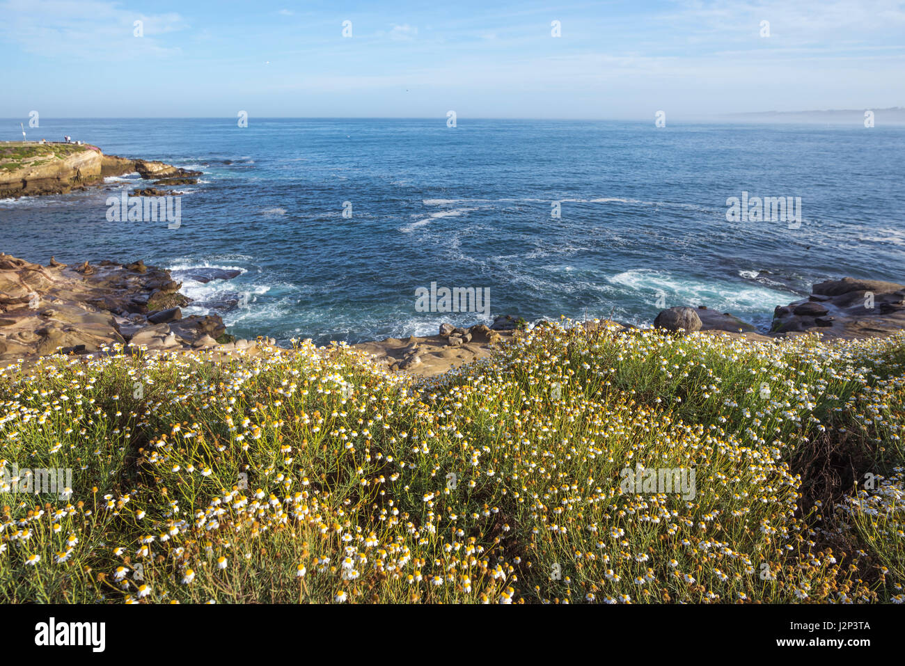 Wildflowers above the Pacific Ocean photographed on a Spring morning. La Jolla, California, USA. Stock Photo