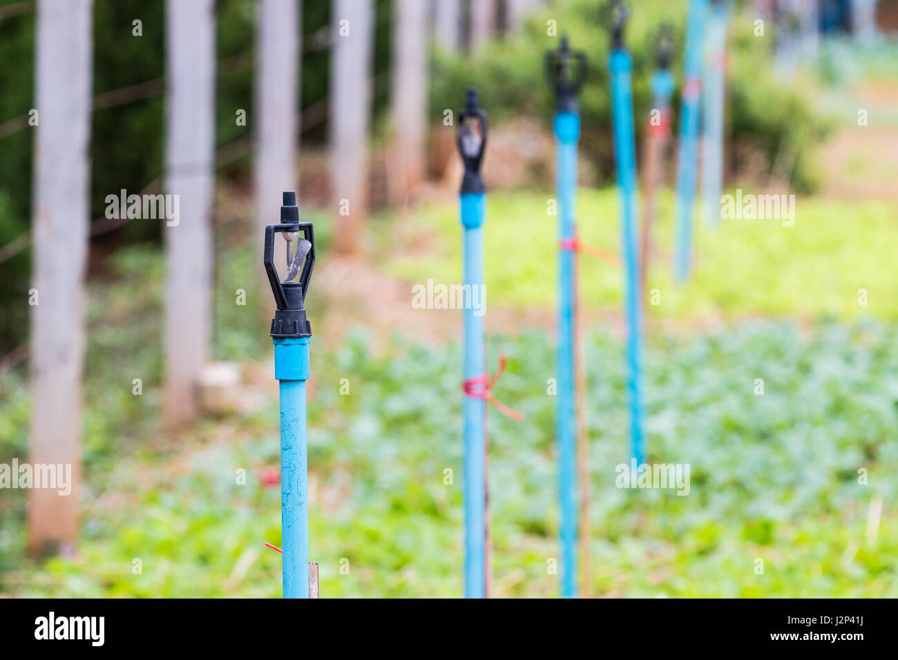 Plastic water sprinkler heads on PVC pipes in a garden, selective focus on the front sprinkler Stock Photo