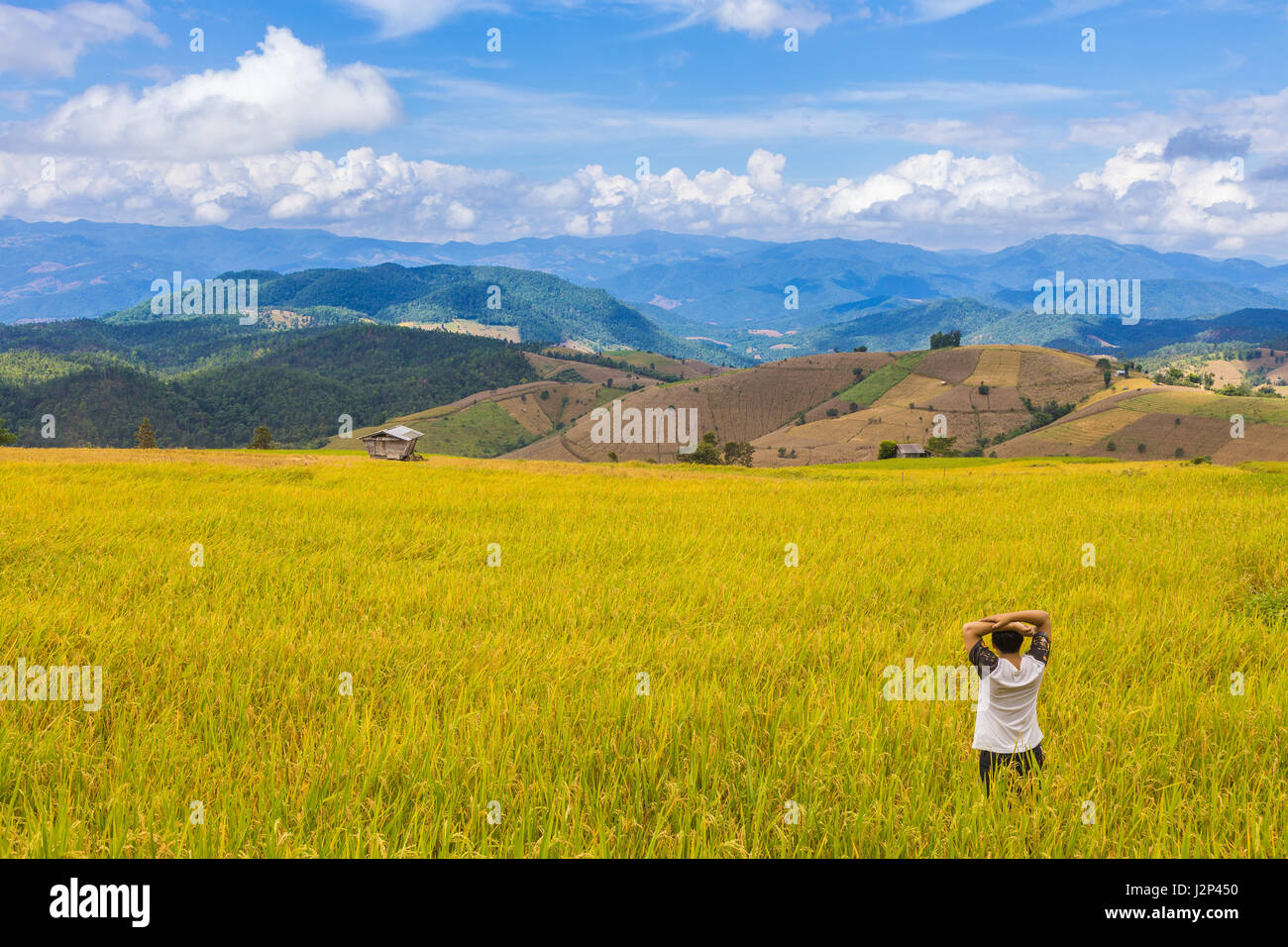 golden color stepped rice filed in chiang mai northern thailand ready J2P450