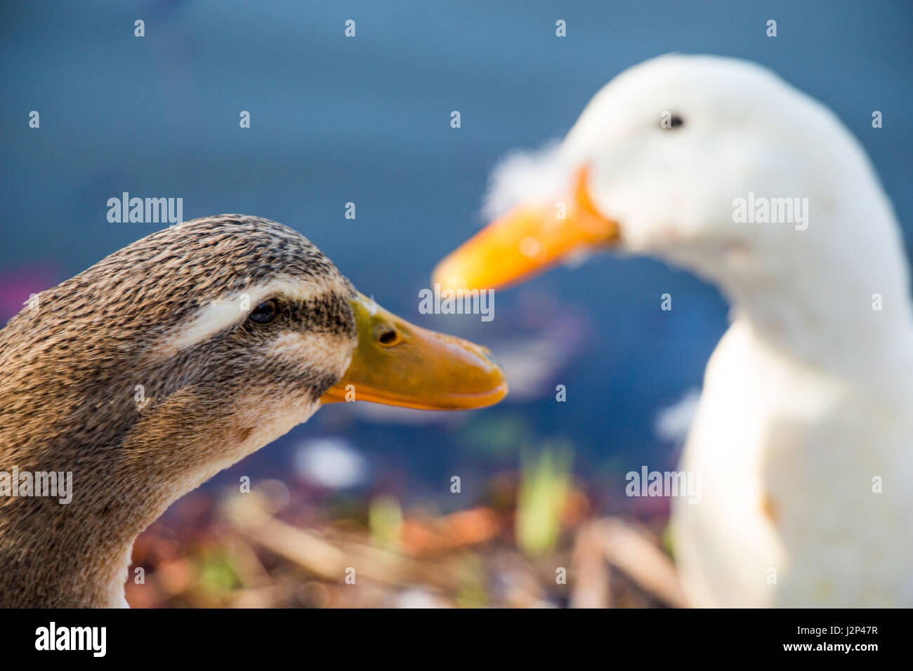 Lonely ducks are by the side of the pond Stock Photo Alamy