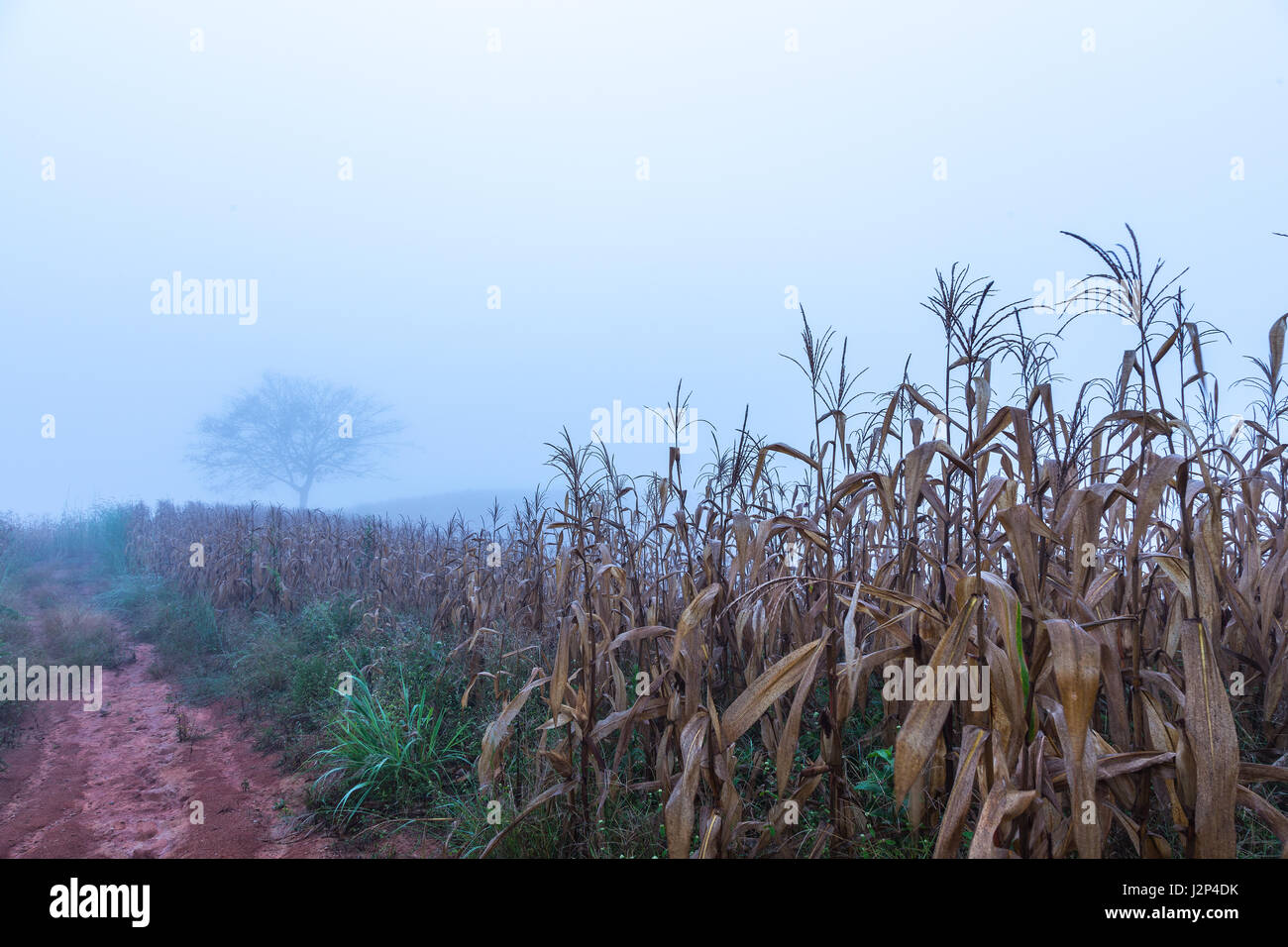 Ripe grain field lone tree hi-res stock photography and images - Alamy