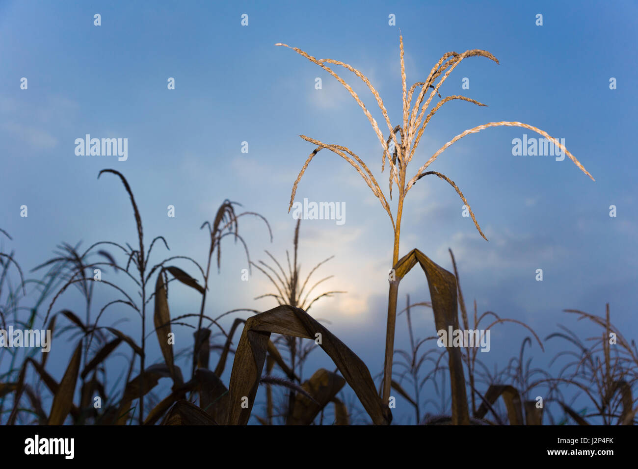 dried corn tree, flash filled, in corn filed against blue early morning sky Stock Photo