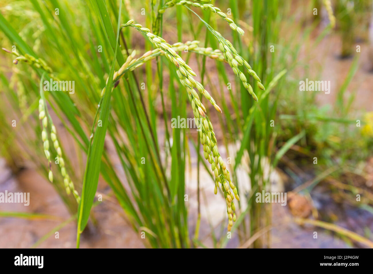 Rice plants and seeds, close up in the filed, selective focus Stock Photo