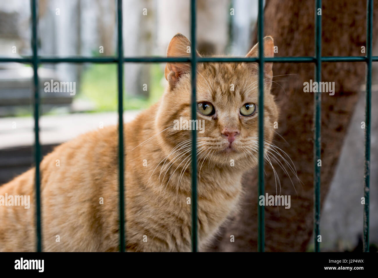 Another portrait of the homeless street cat Stock Photo - Alamy