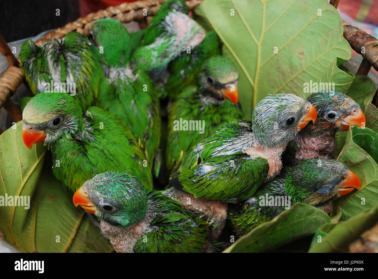 Baby green parrot birds in a basket Stock Photo - Alamy