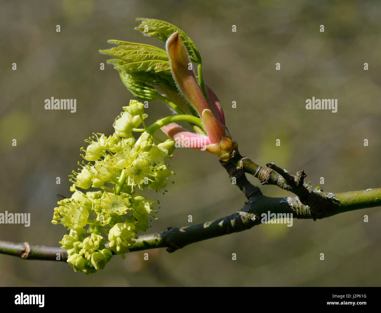 Bigleaf maple tree hi-res stock photography and images - Alamy