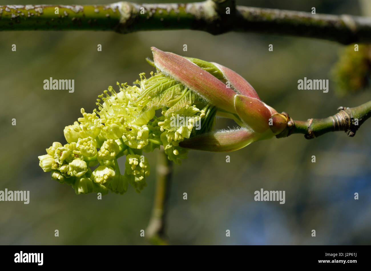 Oregon or Bigleaf Maple - Acer macrophyllum Closeup of Flower From Pacific Coast of USA Stock Photo
