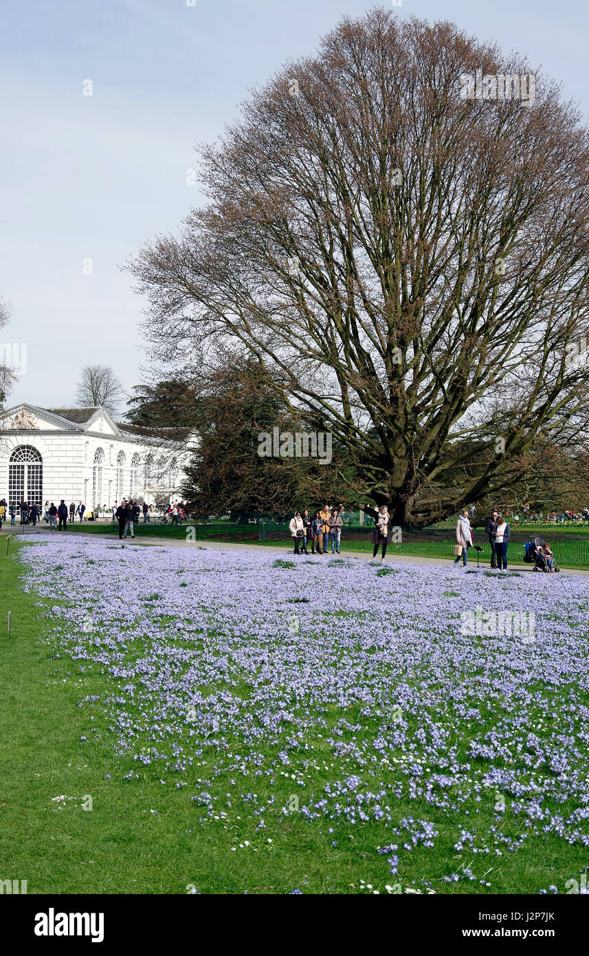 A carpet of scilla forbelsi, Chionodoxa forbesii or Forbes' glory-of-the-snow, in Kew Gardens, in spring 2017 Stock Photo