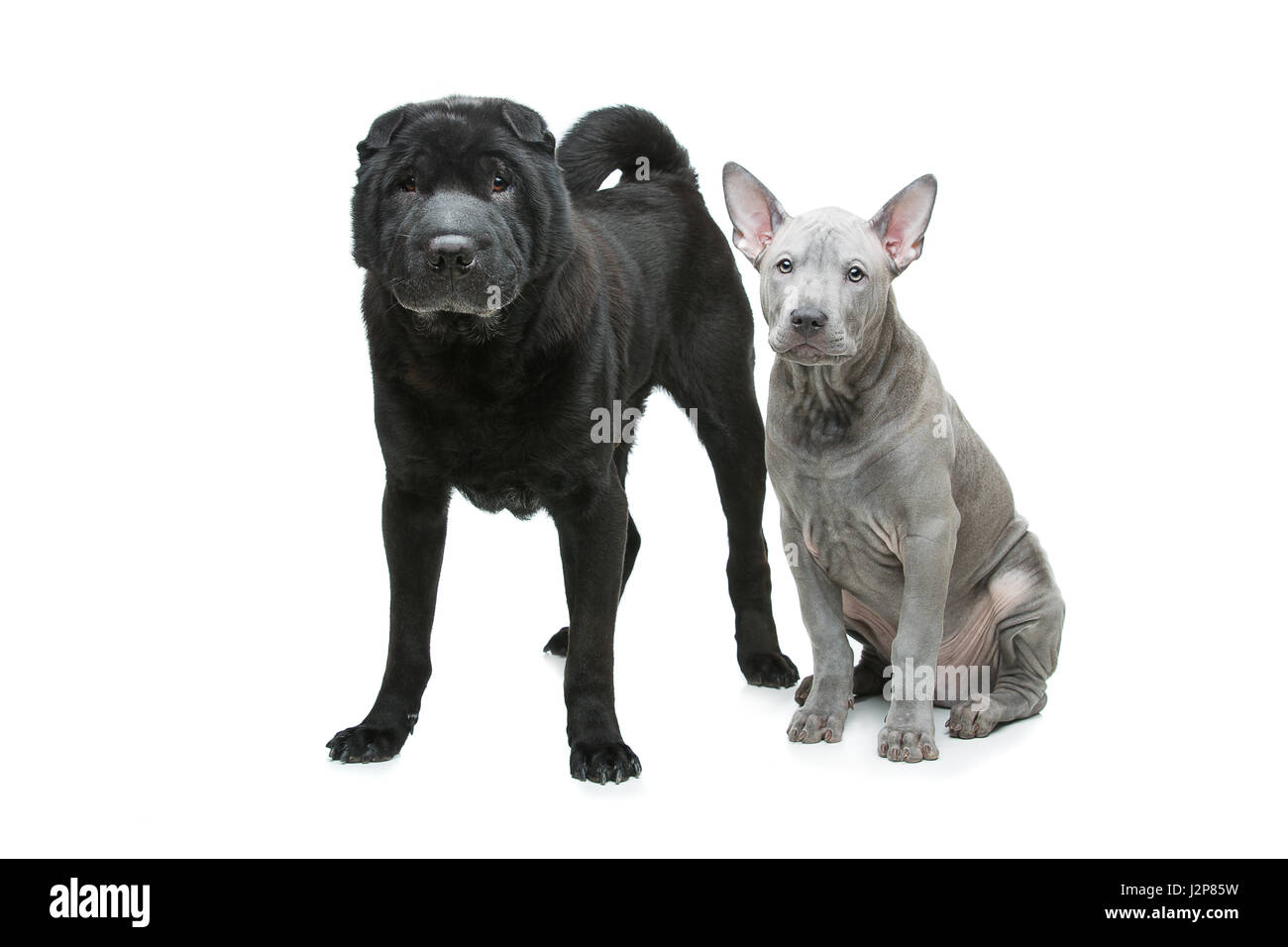 Beautiful old black purebred shar pei dog and cute blue thai ridgeback puppy isolated on white background. Copy space. Stock Photo