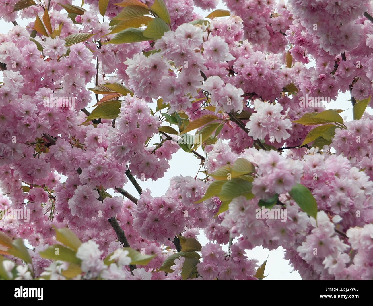 soft pale pink spring cherry blossom with green leaves Stock Photo - Alamy
