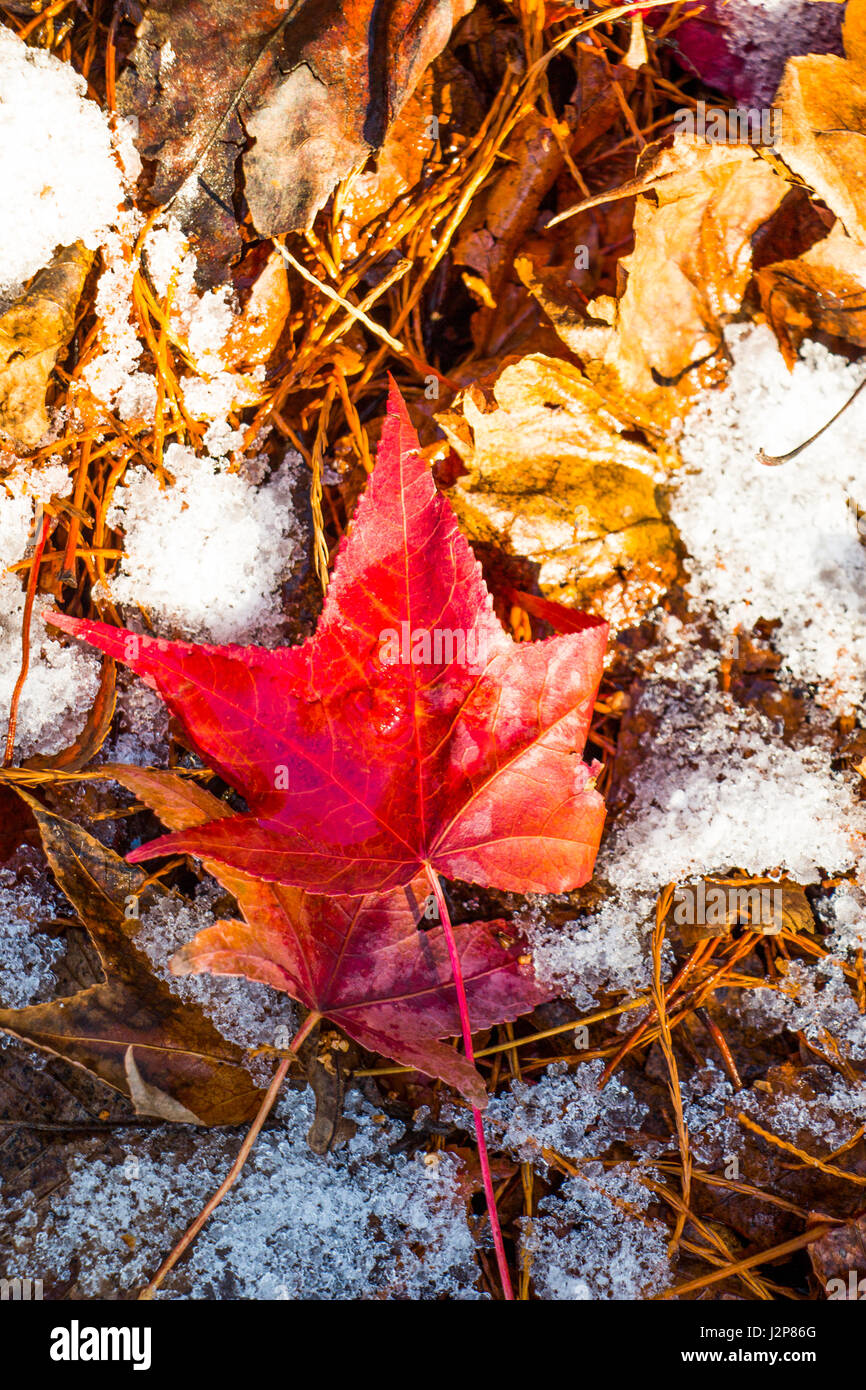 Beautiful dry leaves on as an autumn background Stock Photo - Alamy