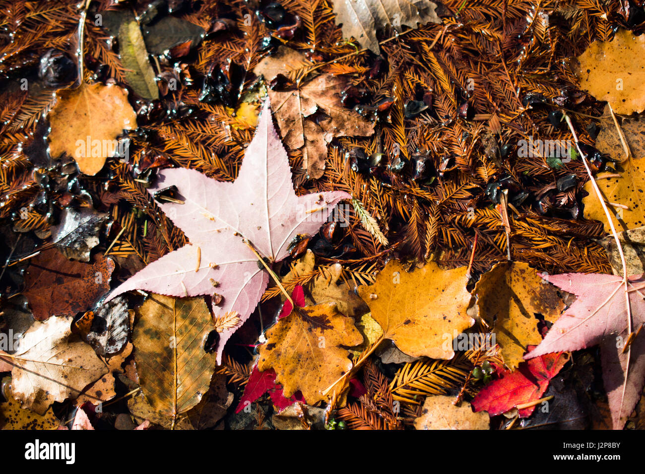 Beautiful dry leaves as an autumn background Stock Photo - Alamy
