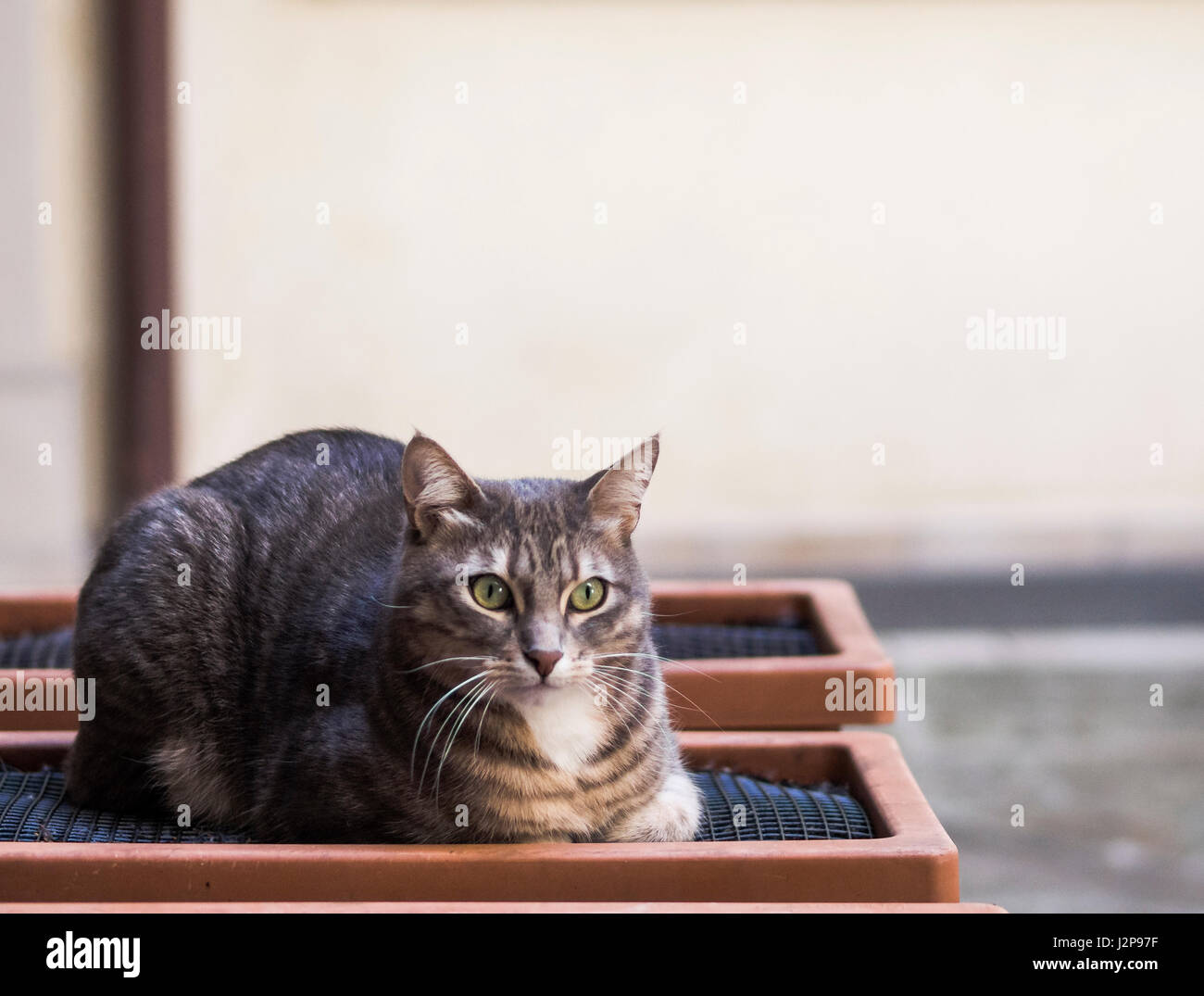 grey cat of the house Stock Photo - Alamy