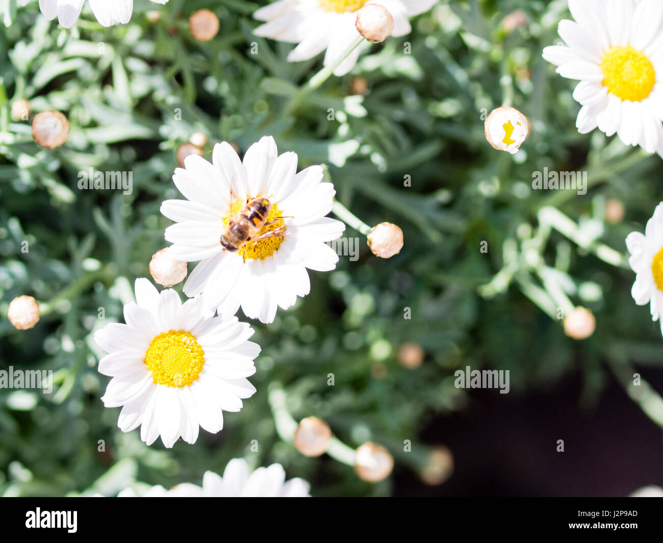 Bee at work takin pollen out of a daisy Stock Photo