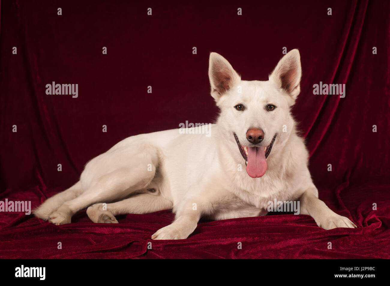 Portrait of big white mixed breed dog lying at studio on red velvet ...