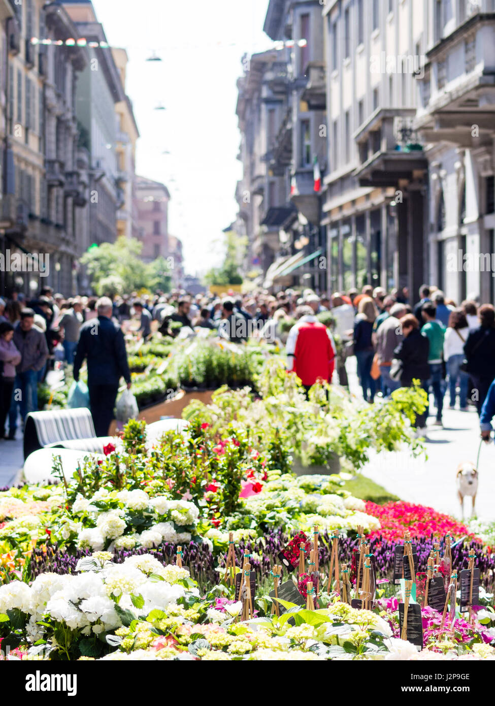 Crowded Botanic Invasions event - street flower and plants open market - Cremona, Italy Spring 30th April 2017 Stock Photo